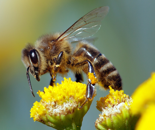 Stinging Insect Allergy